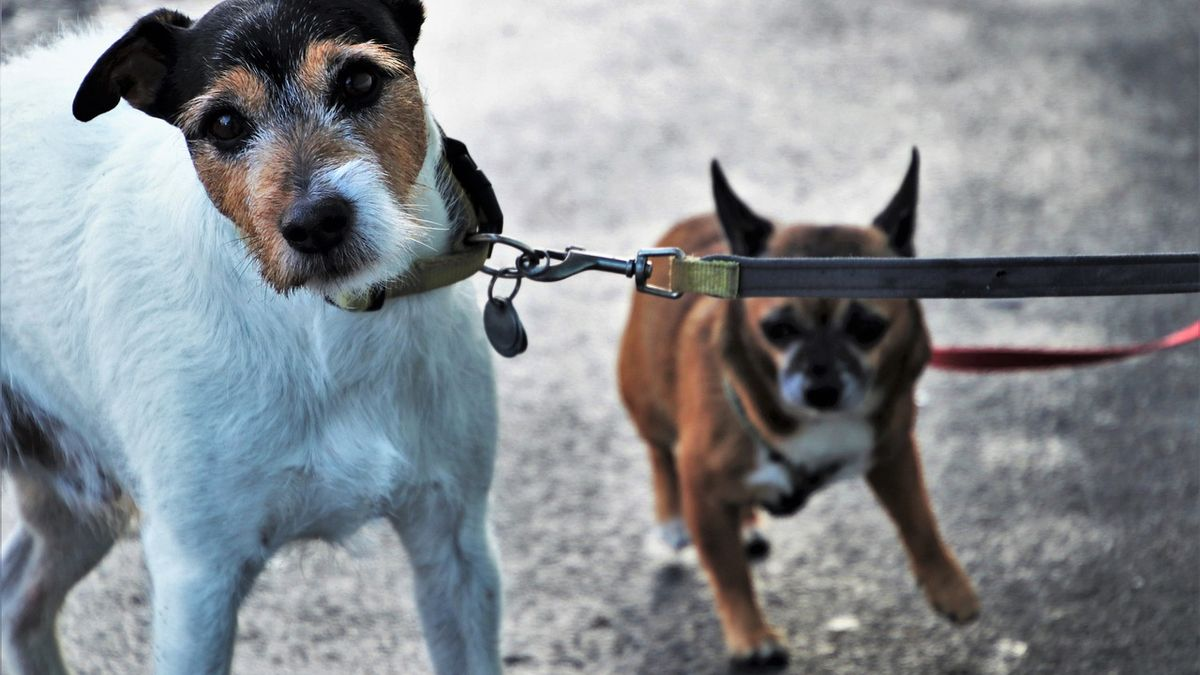 Condominio ecco cosa succede se i cani sono senza il guinzaglio nelle parti comuni