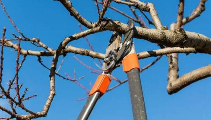 Rami dell’ albero del vicino superano il confine si possono potare senza permesso